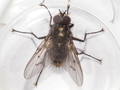 Helina evecta